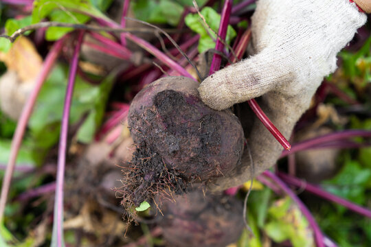 Hand-harvesting fresh organic beets from the garden bed; the beet crop has been destroyed by mole crickets.