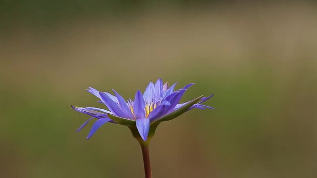 bumblebee forating a water lily flower isolated in natural background in Greater Kruger National park, South Africa