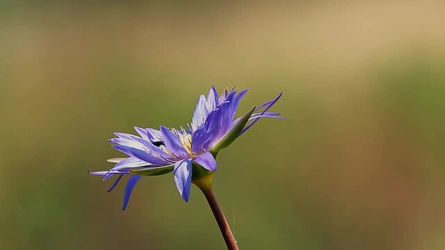 bumblebee forating a water lily flower isolated in natural background in Greater Kruger National park, South Africa