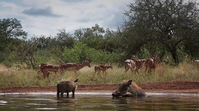 Two Common warthog walking and bathing in waterhole with impala herd on background in greater Kruger National park, South Africa ; Specie Phacochoerus africanus family of Suidae