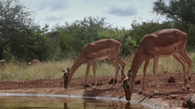 Two Common Impala female drinking backlit in waterhole in Greater Kruger National park, South Africa ; Specie Aepyceros melampus family of Bovidae