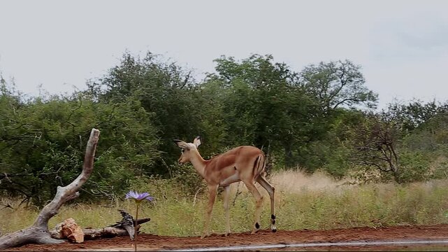 Young Common Impala walking and scratching in Greater Kruger National park, South Africa ; Specie Aepyceros melampus family of Bovidae