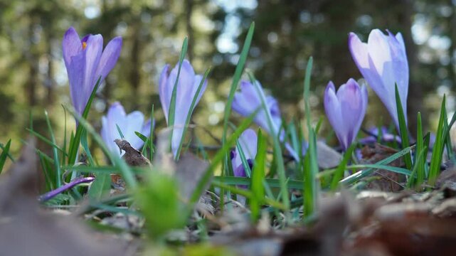 Crocus, genus of seasonal flowering plants in family Iridaceae iris. Saffron crocus sativus. Snow crocus. Naked boys or Naked ladies. Dutch or Common crocus. Forest spring flowers on Zlatibor, Serbia.