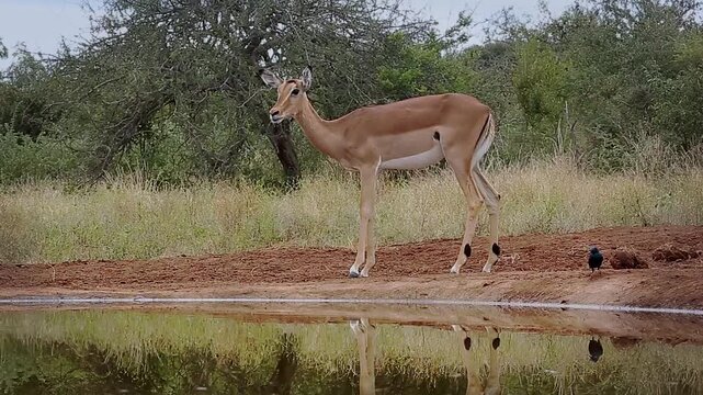 Common Impala female walking and scratching in Greater Kruger National park, South Africa ; Specie Aepyceros melampus family of Bovidae