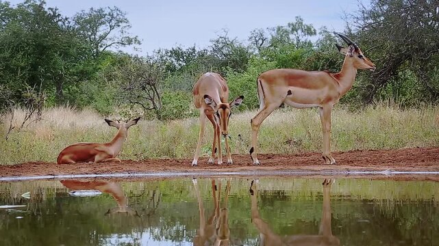 Common Impala group activity along waterhole, drinking, ruminating, grooming in Greater Kruger National park, South Africa ; Specie Aepyceros melampus family of Bovidae
