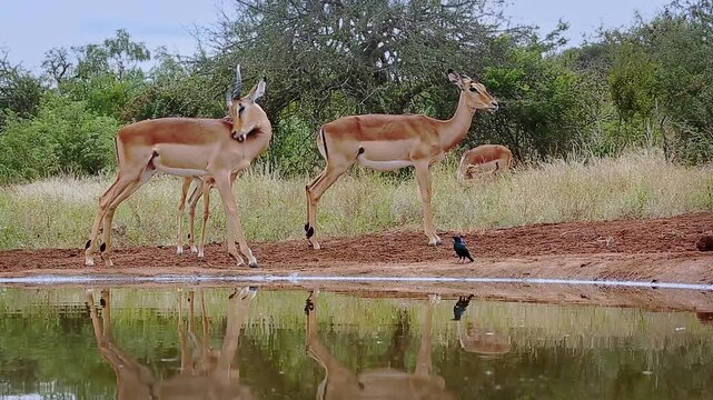 Common Impala group activity along waterhole, drinking, ruminating, grooming in Greater Kruger National park, South Africa ; Specie Aepyceros melampus family of Bovidae