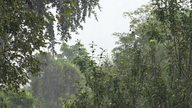 Heavy rain pours through dense broadleaf forest canopy creating dramatic dark storm atmosphere.