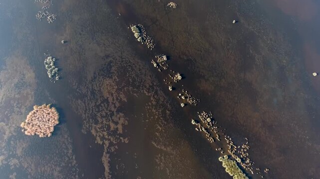 Aerial view of aquatic plants forming patterns across shallow wetland lake water surface.