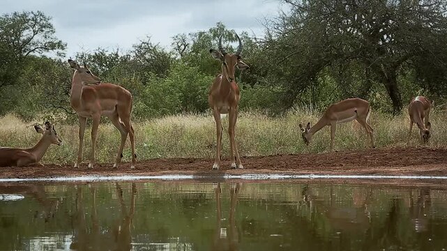 Common Impala group activity along waterhole, drinking, ruminating, grooming in Greater Kruger National park, South Africa ; Specie Aepyceros melampus family of Bovidae