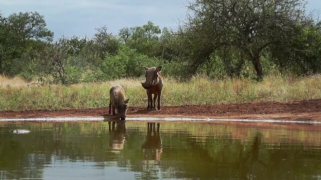 Common warthog with cub walking to drink front view in waterhole in greater Kruger National park, South Africa ; Specie Phacochoerus africanus family of Suidae