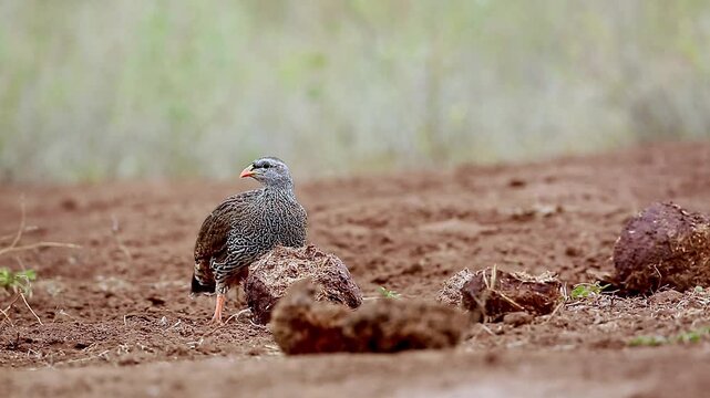 Natal francolin eating seeds from elephant dung in Greater Kruger National park, South Africa ; Specie Pternistis natalensis family of Phasianidae
