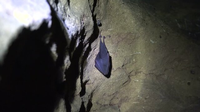 Black bat hanging from cave ceiling inside dark rocky underground wildlife habitat.