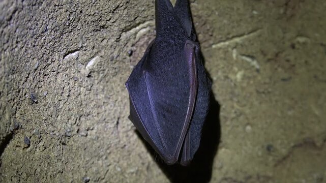 Black bat hanging from cave ceiling inside dark rocky underground wildlife habitat.