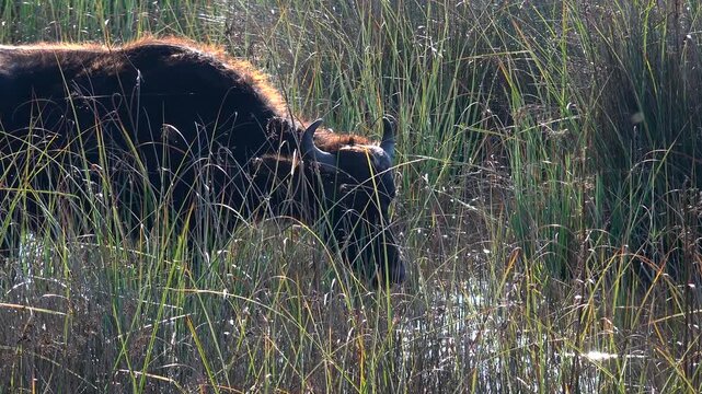 Domestic buffalo stands among tall wetland grass inside shallow swamp environment.