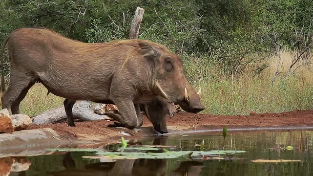 Common warthog with cub drinking  side view in waterhole in greater Kruger National park, South Africa ; Specie Phacochoerus africanus family of Suidae