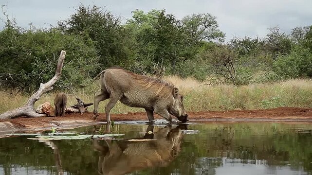 Common warthog walking to waterhole and bathing in greater Kruger National park, South Africa ; Specie Phacochoerus africanus family of Suidae