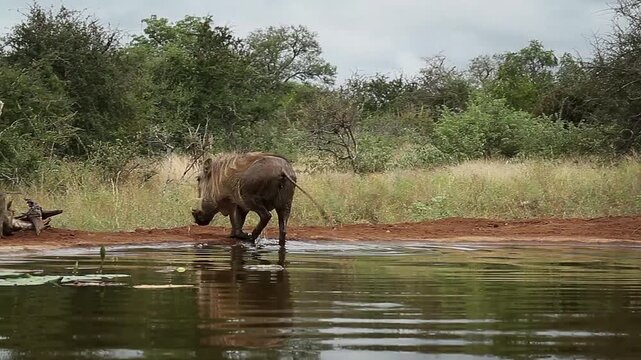 Common warthog bathing and walking out of water in greater Kruger National park, South Africa ; Specie Phacochoerus africanus family of Suidae