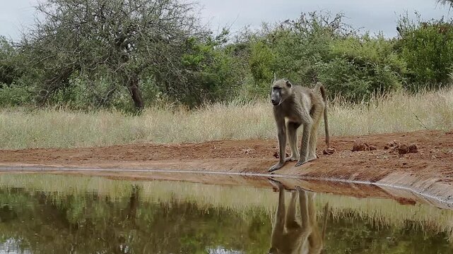 Chacma baboon walking to waterhole and drinking side view with reflection in greater  Kruger National park, South Africa ; Specie Papio ursinus family of Cercopithecidae