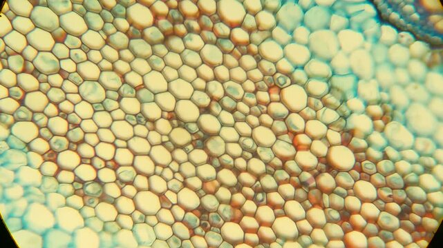 Plant tissue cross section stained under microscope magnification