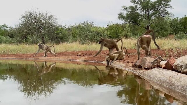 Small group of Chacma baboon drinking in waterhole with reflection in greater  Kruger National park, South Africa ; Specie Papio ursinus family of Cercopithecidae