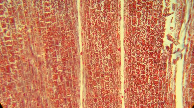 Plant tissue cross section stained under microscope magnification