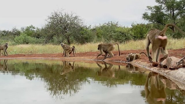 Chacma baboon troop activity along waterhole, drinking, fighting, running in greater  Kruger National park, South Africa ; Specie Papio ursinus family of Cercopithecidae
