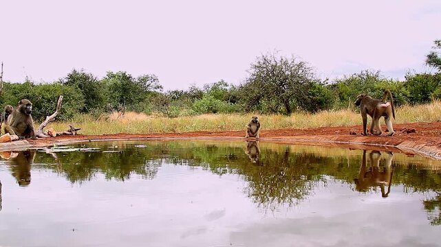 Chacma baboon walking along waterhole with reflection in greater  Kruger National park, South Africa ; Specie Papio ursinus family of Cercopithecidae