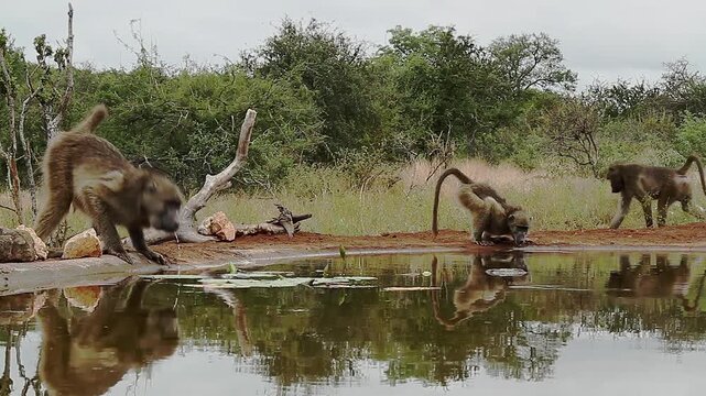 Chacma baboon troop activity along waterhole, drinking, fighting, running in greater  Kruger National park, South Africa ; Specie Papio ursinus family of Cercopithecidae