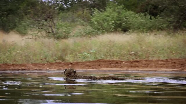 Chacma baboon swimming in waterhole and running away  in greater  Kruger National park, South Africa ; Specie Papio ursinus family of Cercopithecidae