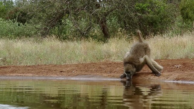 Chacma baboon drinking in waterhole and walking with reflection in greater  Kruger National park, South Africa ; Specie Papio ursinus family of Cercopithecidae