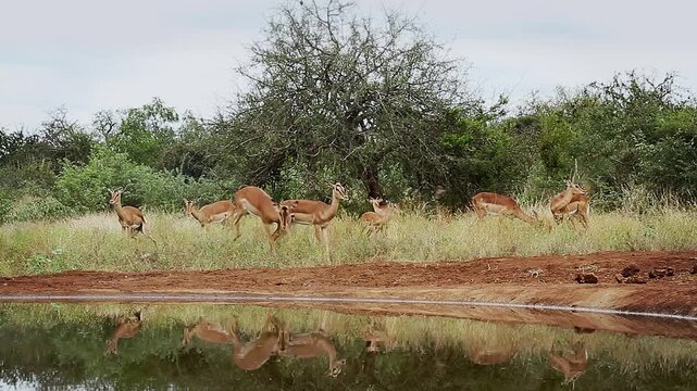 Group of Common Impala walking to waterhole and drinking front view with reflectioin in Greater Kruger National park, South Africa ; Specie Aepyceros melampus family of Bovidae