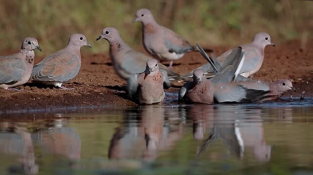 Flock of Laughing Dove bathing and splashing in waterhole at dawn in Greater Kruger National park, South Africa ; Specie Streptopelia senegalensis family of Columbidae