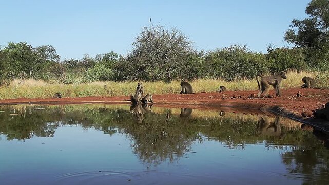 Chacma baboon troop activity along waterhole, drinking, walking, running in greater  Kruger National park, South Africa ; Specie Papio ursinus family of Cercopithecidae