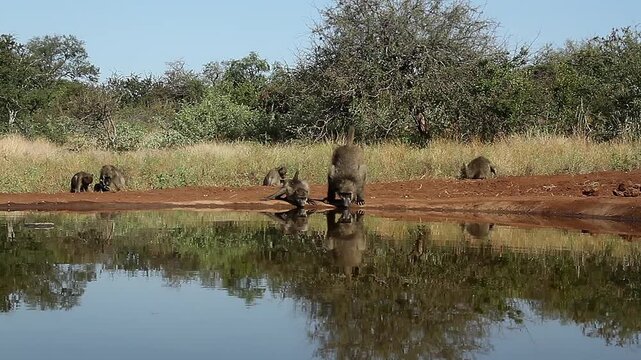 Chacma baboon troop activity along waterhole, drinking, walking, running in greater  Kruger National park, South Africa ; Specie Papio ursinus family of Cercopithecidae