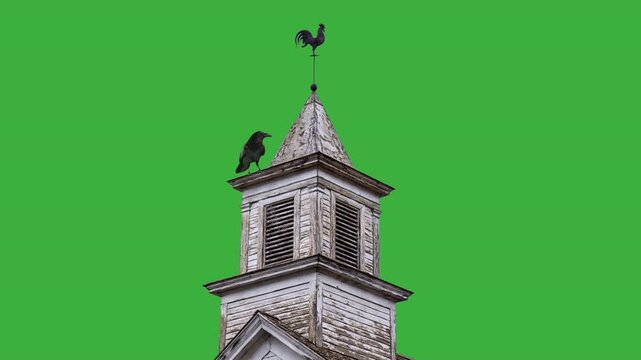 Raven perched on a cupola green screen low angle