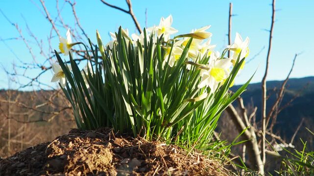 Narcissus, spring flowering perennial plants amaryllis family, Amaryllidaceae. Common daffodil, narcissus plural narcissi, and jonquil. Blooming daffodils, yellow and white flowers. Summer in village.