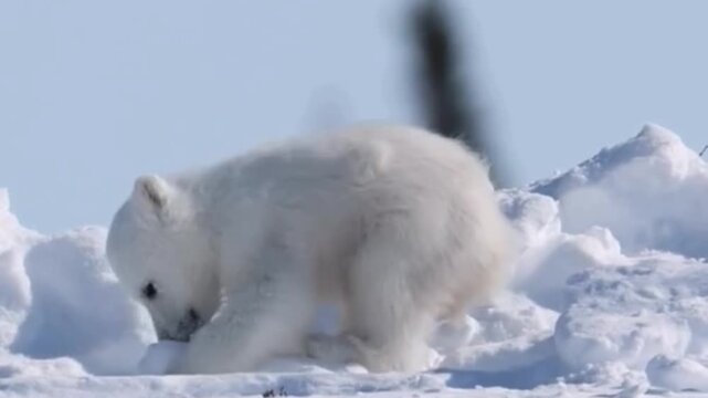 Two adorable polar bear cubs playing in the arctic snow