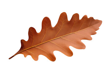 Fototapeta premium Warm brown dried oak leaf with softly curled lobes