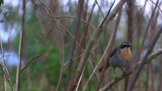 Cape Robin-Chat Perched on a Branch in Natural Habitat, Swellendam, South Africa