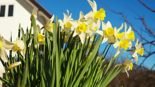 Narcissus, spring flowering perennial plants amaryllis family, Amaryllidaceae. Common daffodil, narcissus plural narcissi, and jonquil. Blooming daffodils, yellow and white flowers. Summer in village.