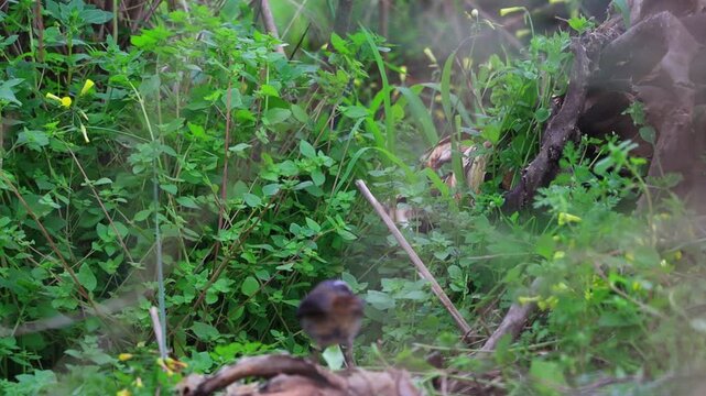 Cape Robin-Chat Resting in Natural Woodland Habitat, South Africa