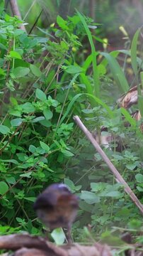 Close-Up Shot of Cape Robin-Chat (Cossypha caffra) looking for food in Natural Forest Habitat | 4K Wildlife Video