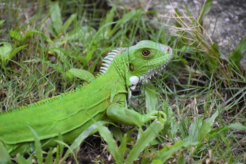 Fototapeta premium A vibrant green iguana (Iguana iguana), in a grassy area in Bejucal, Trinidad and Tobago.
