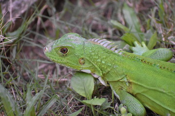 Naklejka premium A vibrant green iguana (Iguana iguana), in a grassy area in Bejucal, Trinidad and Tobago.