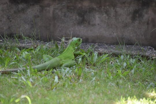 A vibrant green iguana (Iguana iguana), in a grassy area in Bejucal, Trinidad and Tobago.