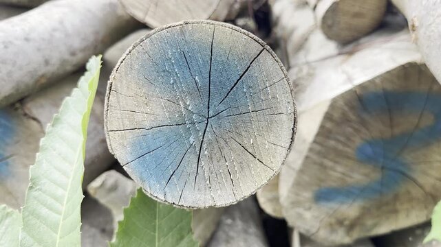 Cut tree log blue paint detail