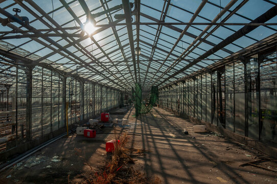 Abandoned old industrial glass greenhouse with dry dead plants and withered crops