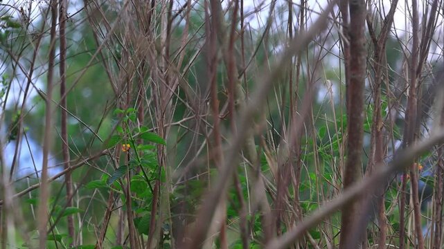 Close-Up Shot of Cape Robin-Chat (Cossypha caffra) Perched on Tree Branch and then flying away in Natural Forest Habitat | 4K Wildlife Video