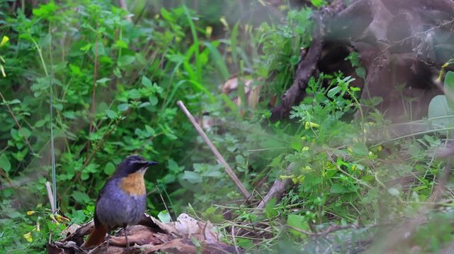 Close-Up Shot of Cape Robin-Chat (Cossypha caffra) Perched on Tree Branch in Natural Forest Habitat | 4K Wildlife Video