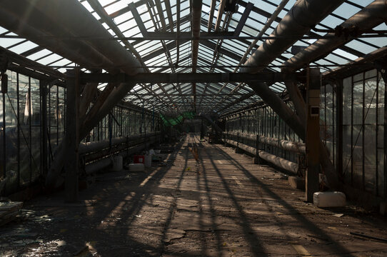 Abandoned old industrial glass greenhouse with dry dead plants and withered crops